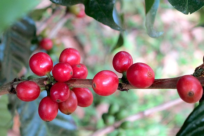 Coffee Tour + Poás Volcano Experience From San José - Key Points