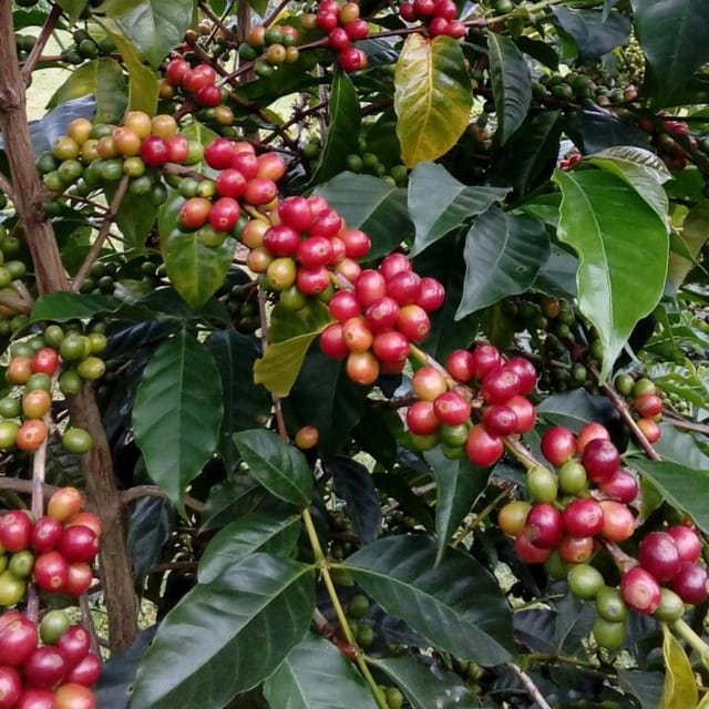 Coffee Tour Rout in Minca: Coffe Farm + Waterfall Excursion - Important Information