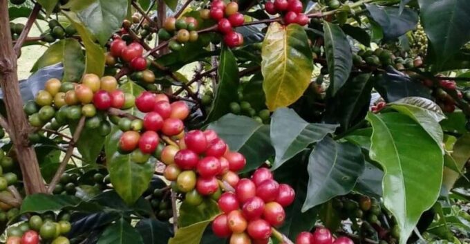 Coffee Tour Rout in Minca: Coffe Farm + Waterfall Excursion - Starting Location and Departure