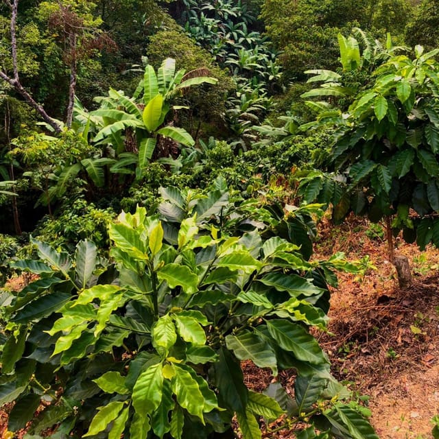 Coffee Tour Rout in Minca: Coffe Farm + Waterfall Excursion - Coffee Plantation Exploration