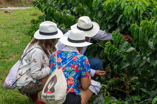 Coffee Tour, Sighting Pereira - Reviews and Feedback