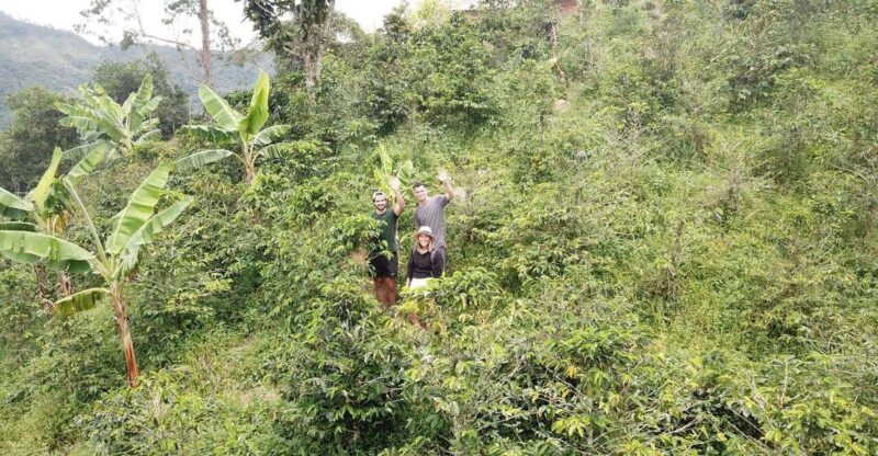 Coffee Tour & Tasting: Authentic Local Farm - Key Points