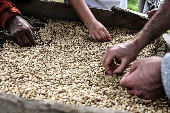 Coffee Walk Day Trip - Organic Coffee Production