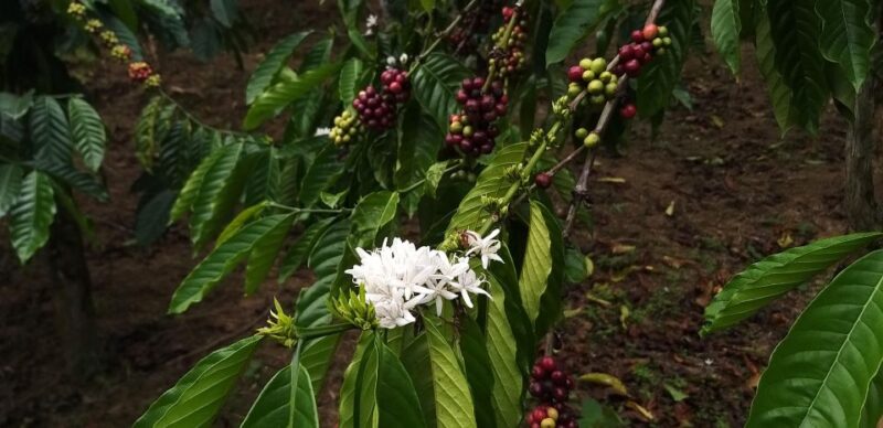 Coffee - Wine - Tea Da Lats Agricultural Treasures Tour - Mai Anh Church - Domain De Mari