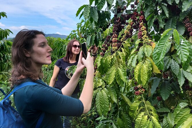 Coffee - Wine - Tea: Dalat Treasures Tour - Discovering Dalats Tea Traditions
