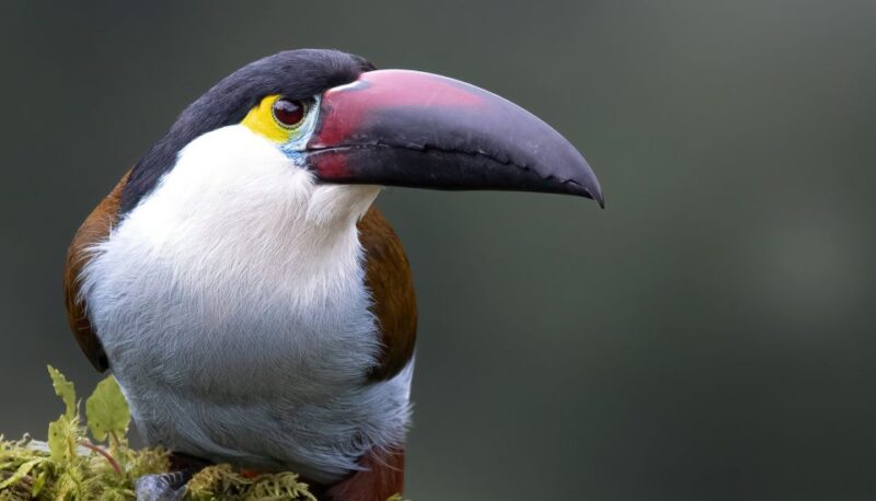 Coffee Wings: 8 Day Birdwatching in Colombia Coffee Region - Accommodation and Comfort