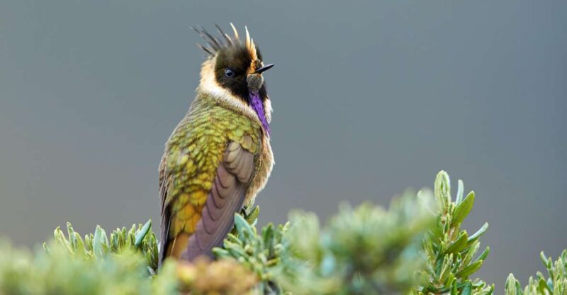 Coffee Wings: 8 Day Birdwatching in Colombia Coffee Region - Itinerary Highlights