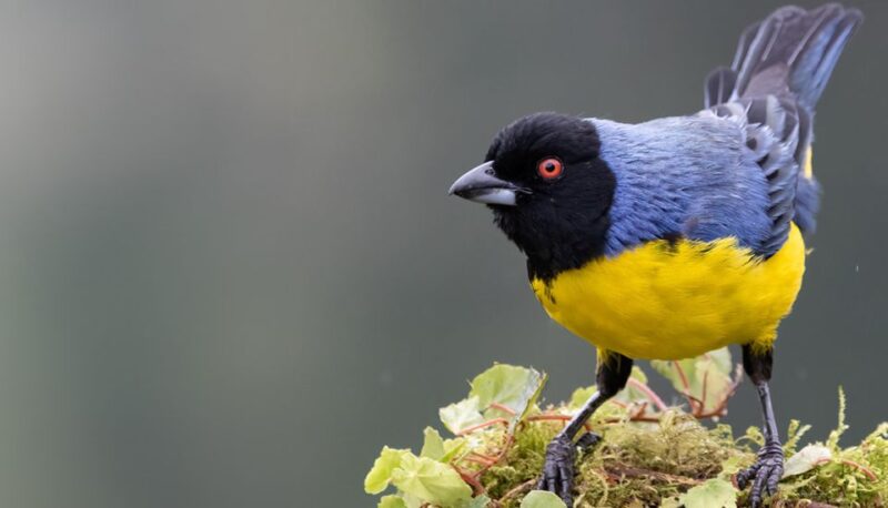 Coffee Wings: 8 Day Birdwatching in Colombia Coffee Region - Accommodation and Comfort