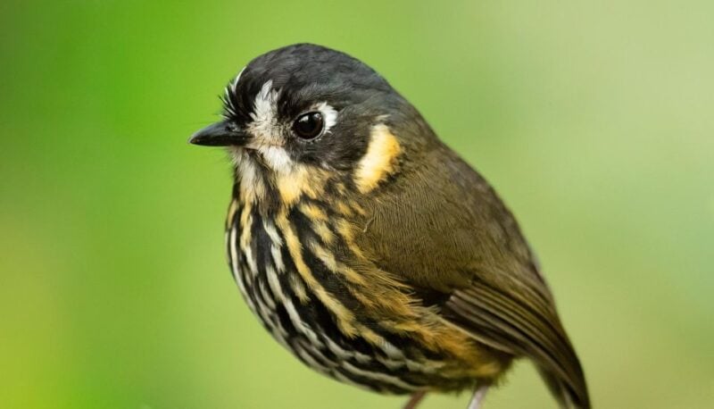 Coffee Wings: 8 Day Birdwatching in Colombia Coffee Region - What to Bring
