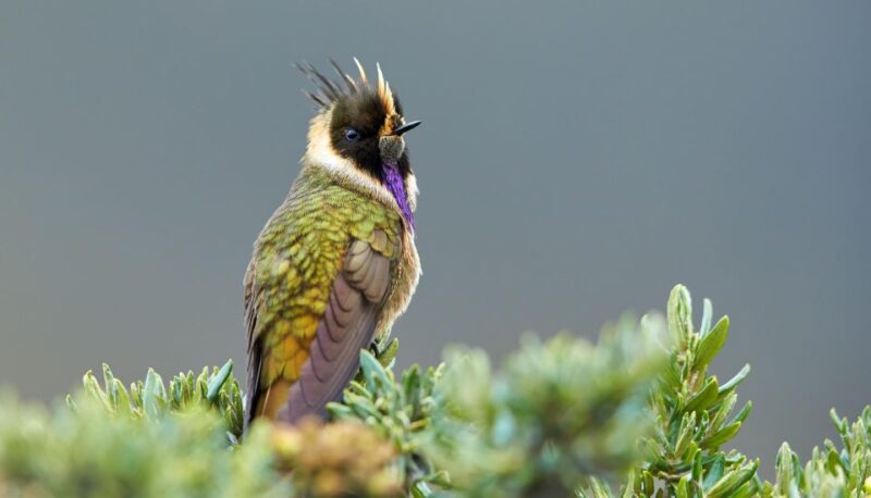 Coffee Wings: 8 Day Birdwatching in Colombia Coffee Region - Booking Information