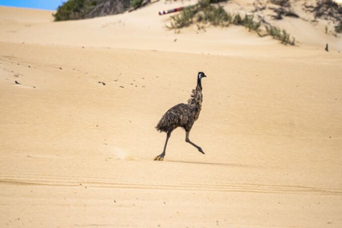 Coffin Bay National Park: Highlights and Off-Road 4WD Tour - Recap