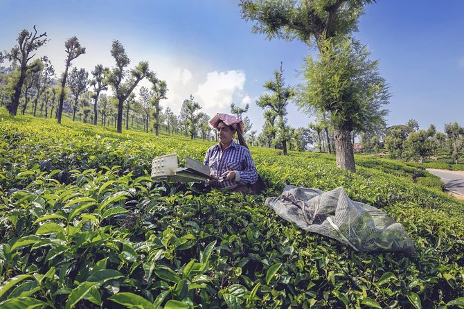 Coimbatore to Ooty- Transfers+Hotel+Sightseeing - Overview of the Tour