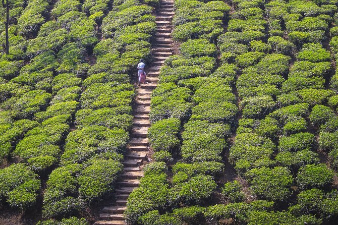 Coimbatore to Ooty- Transfers+Hotel+Sightseeing - Exploring 19th-Century Estates