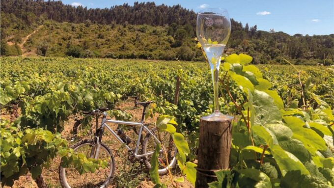 Coimbra: Prior Lucas Winery and Vineyard Visit With Tastings - Frequently Asked Questions
