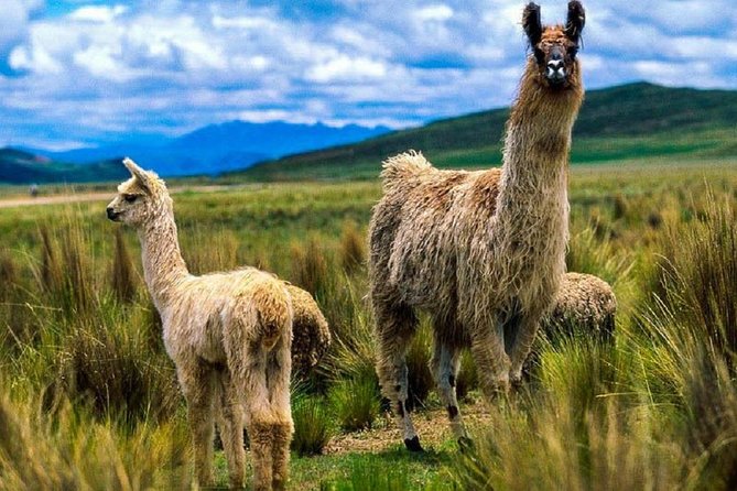 Colca Canyon: 2 Day Tour From Arequipa - Colca Canyon Exploration