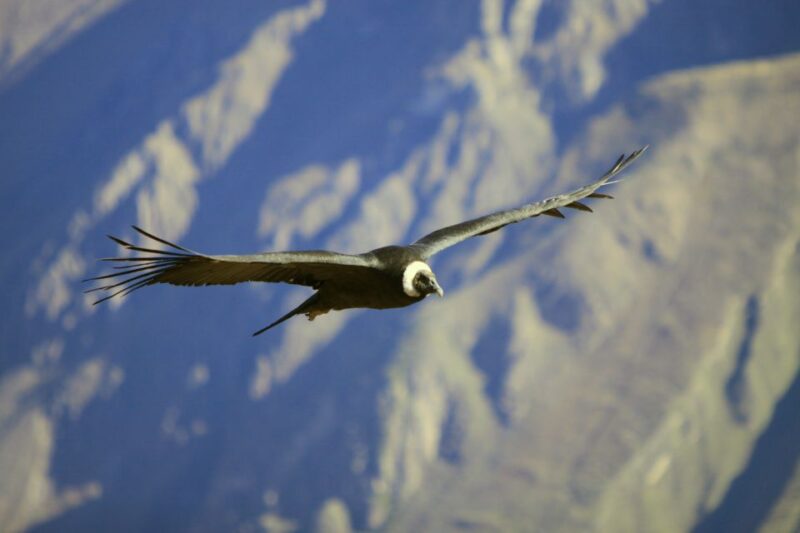 Colca Canyon: 2-Day Tour From Arequipa to Puno - Journey to Lake Titicaca