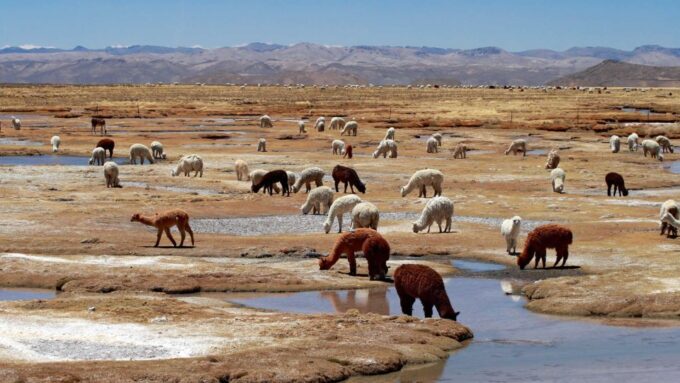 Colca Canyon: 2-Day Tour From Arequipa to Puno - Inclusions and Recommendations