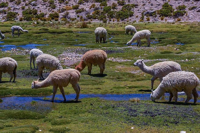 Colca Canyon 2 Days 1 Night, Spectacular - Pickup and Meeting Points