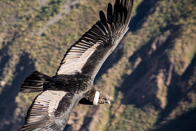 Colca Canyon 2 - Days From Puno To Arequipa - Health and Accessibility Information