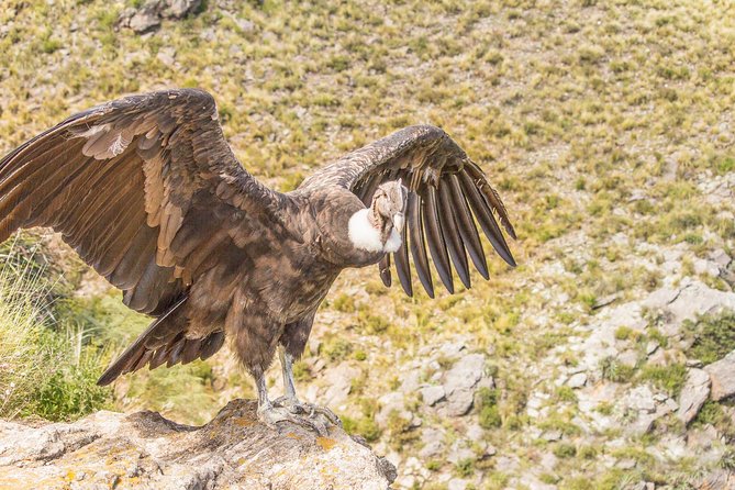 Colca Canyon 2 - Days From Puno To Arequipa - Visiting Chivay Hot Springs