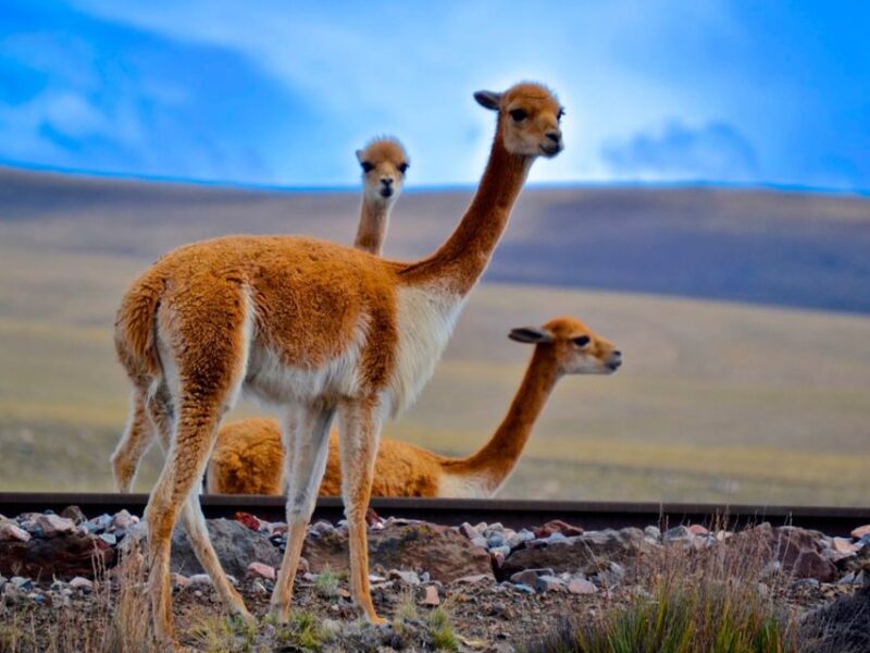 Colca Canyon and Puno: One-Way Bus Transport - Travel Experience