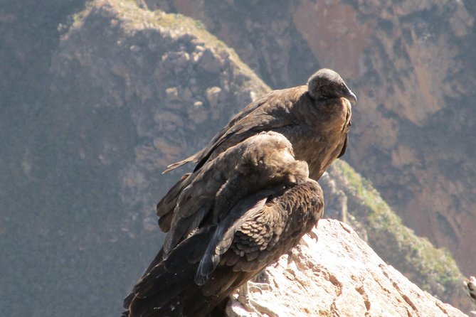 Colca Canyon Sightseeing Tour 2-Day 1-Night - Traveler Considerations