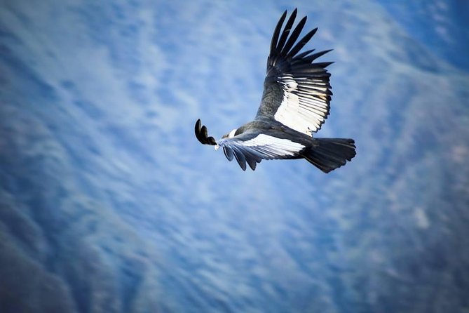 Colca Canyon Sightseeing Tour 2-Day 1-Night - Pricing and Inclusions