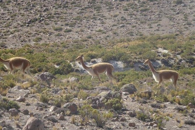 Colca Canyon Sightseeing Tour 2D1N and Transfer to Puno - Pickup and Meeting Information