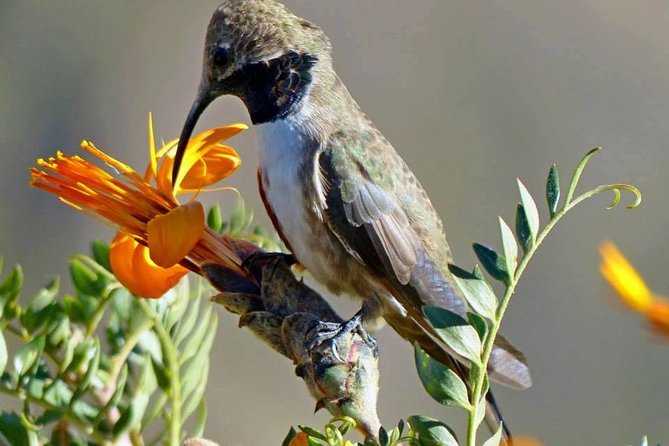 Colca Canyon Sightseeing Tour 2D1N and Transfer to Puno - Customer Reviews: Constructive Criticism