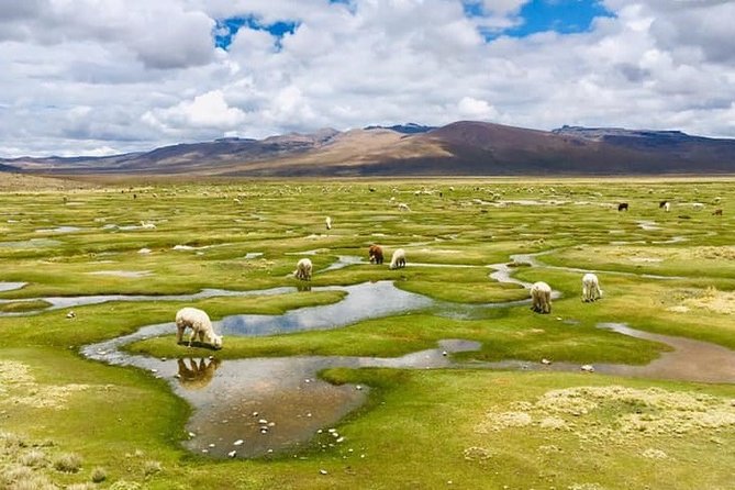 Colca Canyon Tour 2d Short Hiking + Overnight in Small Village Ending in Puno - Key Points