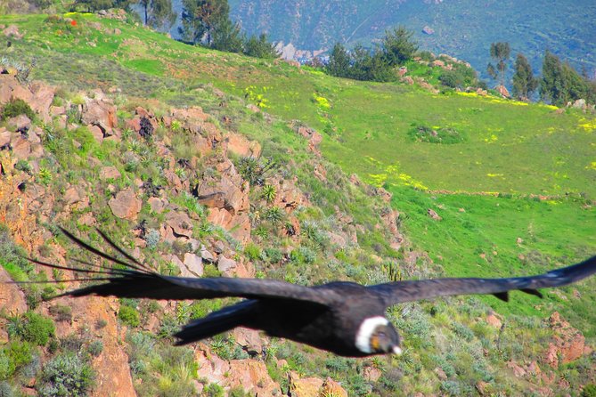 Colca Canyon Tour 2d Short Hiking + Overnight in Small Village Ending in Puno - Colca Canyon Highlights