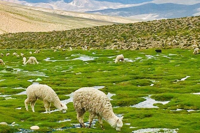 Colca Canyon Tour 2d Short Hiking + Overnight in Small Village Ending in Puno - Accommodations and Dining