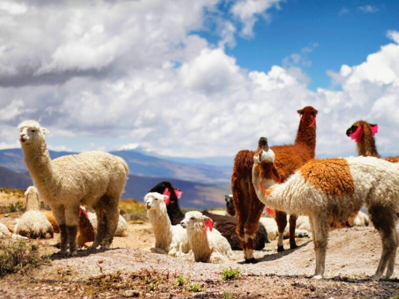 Colca Canyon Trip 2 Days + Transfer to Puno With Meals - Key Points