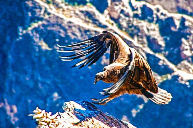 Colca Full Day - Booking Information