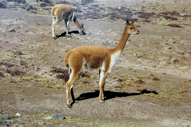 Colca Full Day Group Tour - Key Points