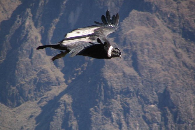 Colca Full Day Group Tour - Health and Accessibility Considerations