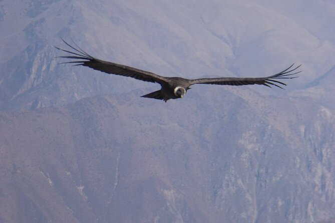 Colca Full Day Group Tour - Exploring Colca Canyon