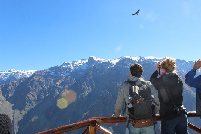 Colca Full Day Tour - Tour Experience and Logistics
