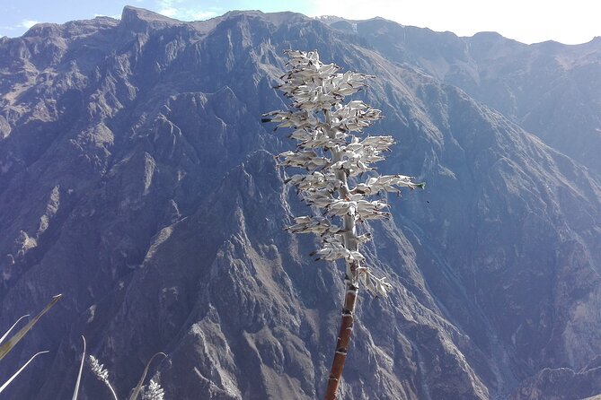 Colca Trek - 2 Days Tour - Highlights of the Trek