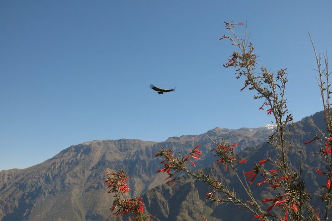 Colca Trek - 2 Days Tour - Daily Itinerary
