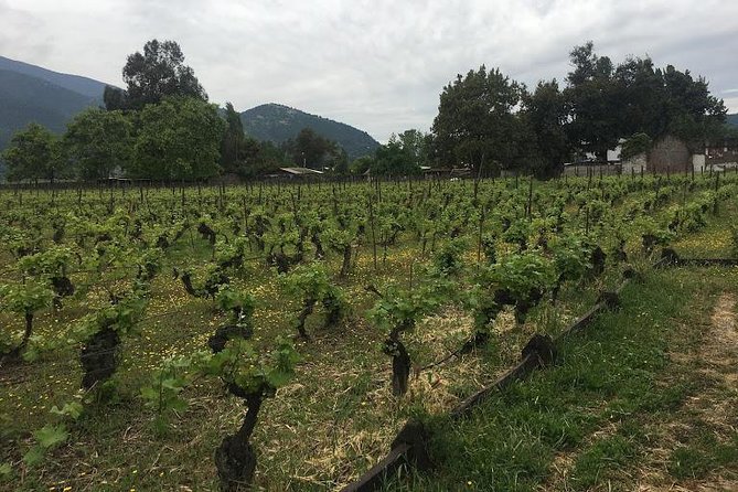 Colchagua Valley - Customer Feedback and Ratings