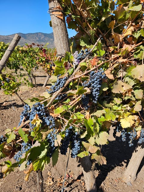 Colchagua Valley Wine Tour - Itinerary Highlights
