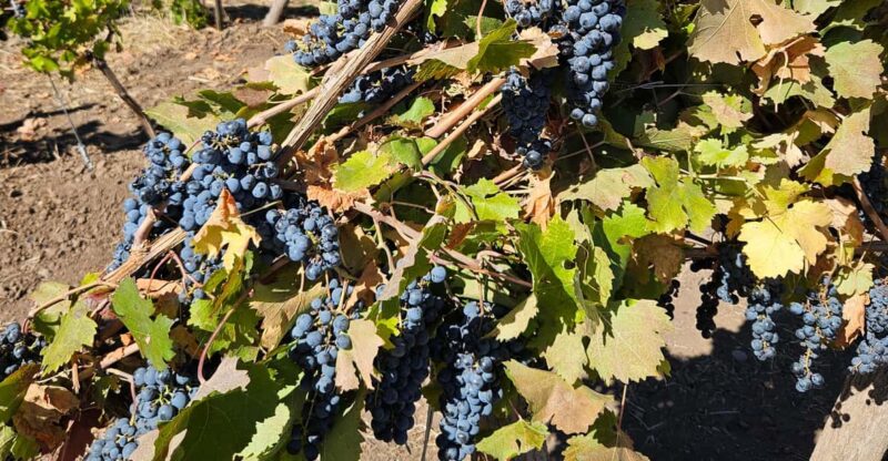 Colchagua Valley Wine Tour - Apalta Region