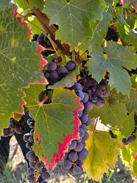 Colchagua Valley Wine Tour - Inclusions and Exclusions