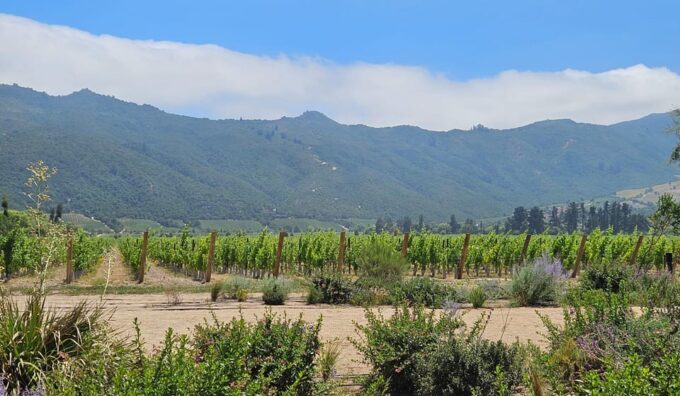 Colchagua Valley Wine Tour - Frequently Asked Questions