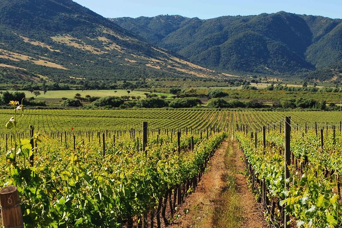 Colchagua Valley Winery Day Trip From Santiago - Winery Tastings
