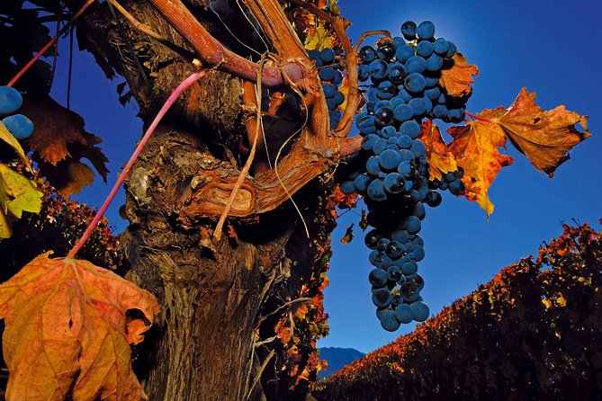 Colchagua Valley Winery Day Trip From Santiago - Santa Cruz Exploration