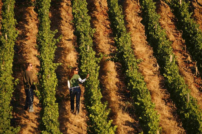 Colchagua Valley Winery Day Trip From Santiago - Optional Lunch