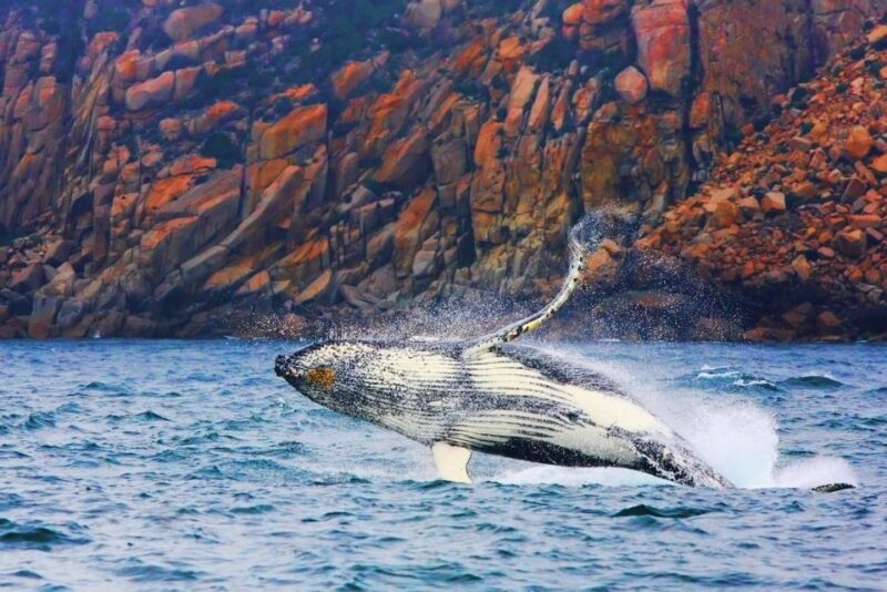 Coles Bay: Wineglass Bay Adults-Only Cruise With Lunch - Cancellation and Availability Considerations