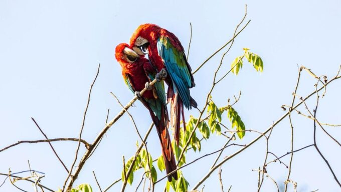 Collpa Guacamayo 2D Excursion | Jungle Sunset | - Included Services